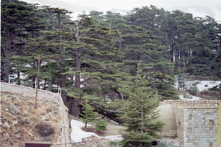 Cedars